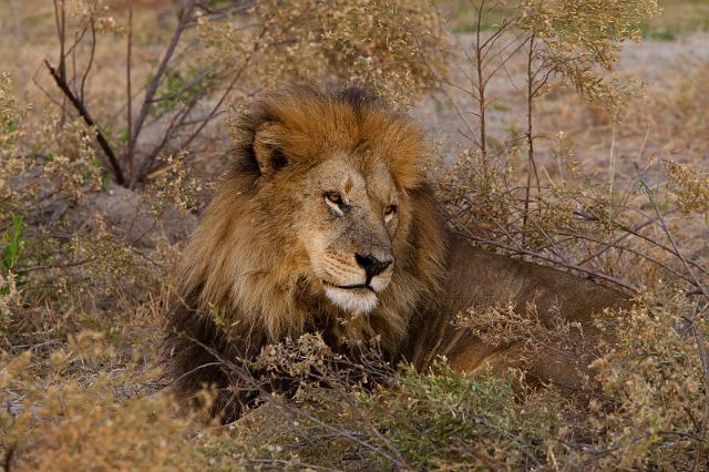 161 Okavango Delta, leeuw.jpg